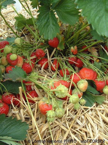 Paillage en culture de fraises pour limiter l'apparition d'adventices